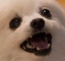 bonk Discord Emoji