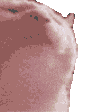 bonk Discord Emoji