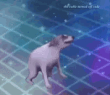 dancing dog meme