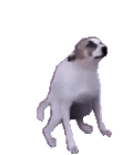 dancing dog meme gif transparent