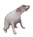 bonk Discord Emoji