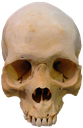 realistic skull png